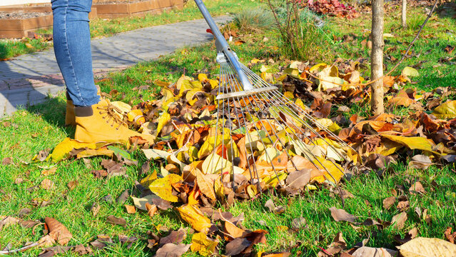 The gardener is raking the grass around the young trees in his orchard. Using a fan rake to remove leaves from the lawn. Autumn work in the garden on a sunny day.