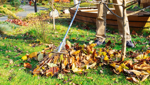Cleaning fallen leaves in the lawn with a metal fan rake. The gardener is raking the grass around the young trees in his orchard. Autumn work in the garden on a sunny day.