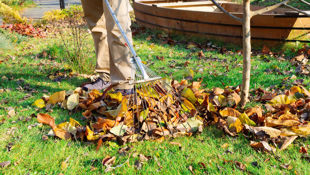 Raking fallen leaves from the lawn. The gardener removes fallen leaves from the grass in the garden with a metal fan rake. Autumn work in the orchard on a sunny day.