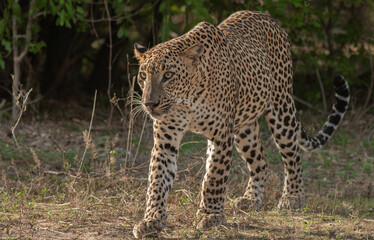 Leopard in sunlight; Leopard walking in sun light; leopard in golden light; Sri Lankan leopard from Yala National Park.	