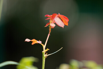 red poppy flower