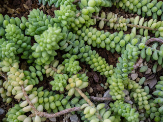 a group of tropical cacti grows in a botanical garden