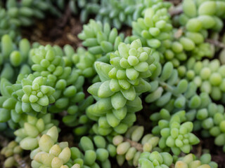 a group of tropical cacti grows in a botanical garden