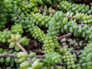 a group of tropical cacti grows in a botanical garden