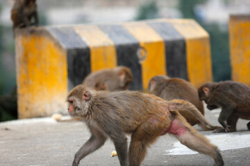 japanese macaque with baby