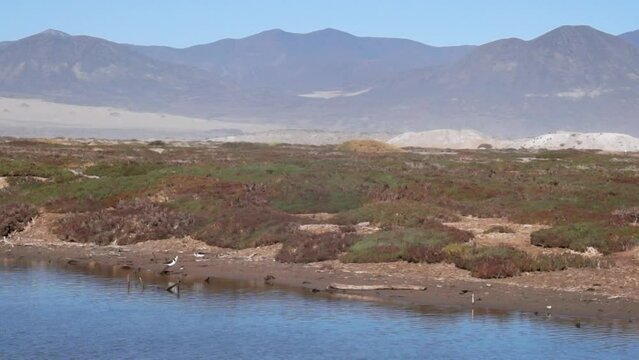 The image shows birds of the species Himantopus mexicanus in a wetland in northern Chile with a mountainous landscape in the background.