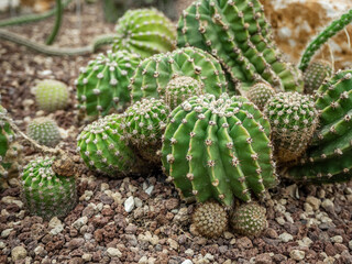 a group of tropical prickly cacti grows in a botanical garden