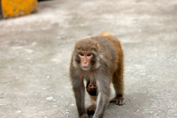 portrait of a macaque