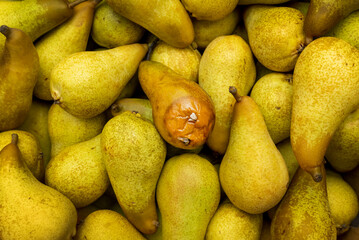 Pears in store