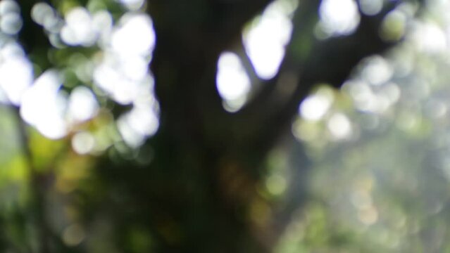 game lens blur and focus on jackfruit tree. hd videos.