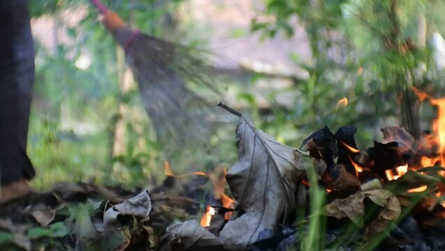 the fire is burning from burning dry leaf waste in the yard of the house. hd videos. rake dry leaves and then burn.