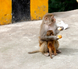 japanese macaque sitting on a rock