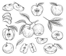 Hand drawn apples set. Sketches with whole fruits, cut pieces, slices and parts. Vintage design elements for packaging and printing. Simple linear vector collection isolated on white background