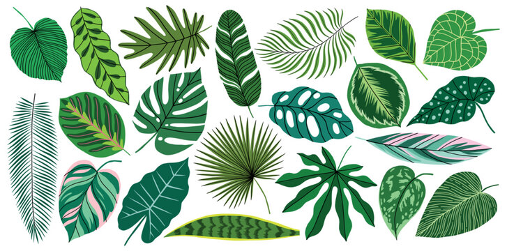 Vector tropical leaf set. Green jungle exotic plant element collection