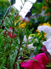 flower in the garden