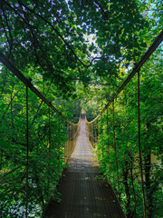 bridge in the forest