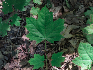 leaves on the ground
