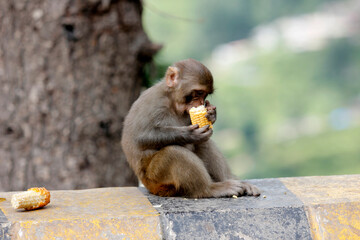 Monkey having food