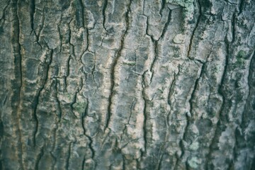 bark of a tree