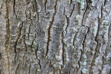 bark of a tree