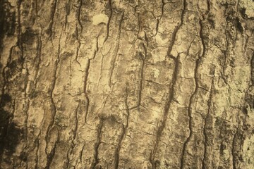 bark of a tree