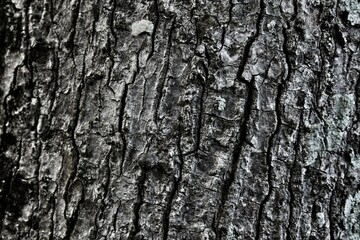 Naklejka premium bark of a tree