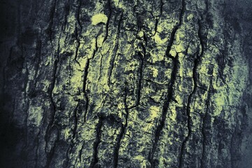 bark of tree