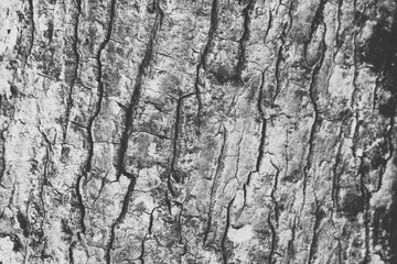 wood texture