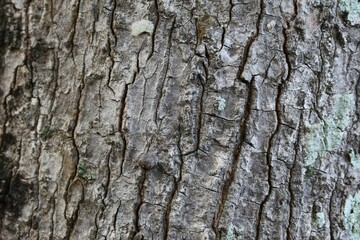 Fototapeta premium bark of a tree