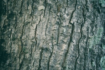 bark of a tree