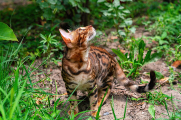 Beautiful young bengal cat in the garden