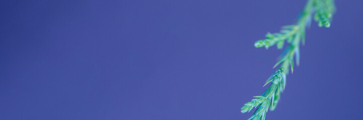 beautiful vertical photography blurred background abstract main object out of focus flowers, twigs leaves in minimalist style spruce branch of thuja pine