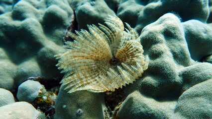 Beautiful coral reefs of the Red Sea.


