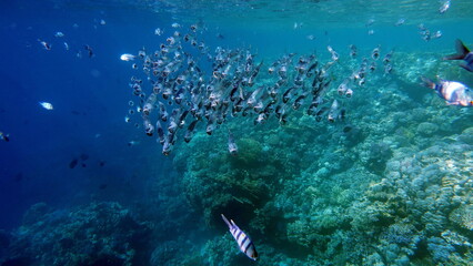 Beautiful fish on the reefs of the Red Sea.