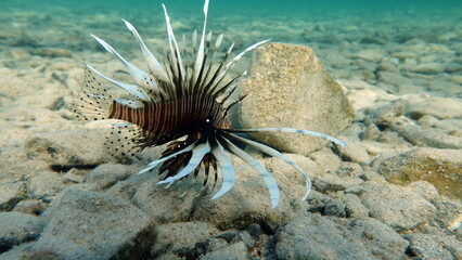 Lion Fish in the Red Sea in clear blue water hunting for food .