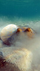 Taeniura lymma, Stingrays - Batoidea Stingray Family, Spotted Stingrays. Stingrays - Batoidea. Stingray family. Spotted blue stingray.  © Vitalii6447