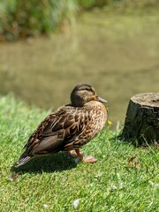 Duck on the grass by the water