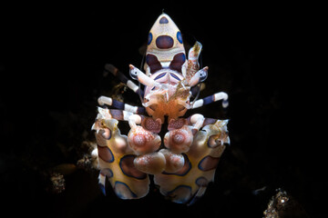 Hymenocera picta, commonly known as the harlequin shrimp, is a species of saltwater shrimp found at coral reefs in the tropical Indian and Pacific Oceans. - obrazy, fototapety, plakaty