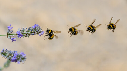 Bumble honey bee flying in to land  on Lavender flowr