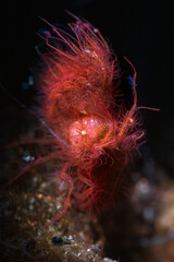 Phycocaris simulans - Hairy shrimp or Red algae shrimp on the coral reef of macro paradise Lembeh in Northern Sulawesi in Indonesia