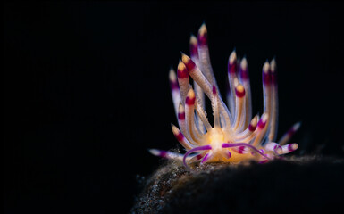 Flabellina is a genus of sea slugs, specifically aeolid nudibranchs. These animals are marine gastropod molluscs in the family Flabellinidae. Nudibranch while scuba diving in Lembeh, Sulawesi