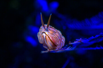 Nudibranch sea slug, Doto greenamyeri feeding on a hydroid. Macro underwater world of Tulamben, Bali, Indonesia.