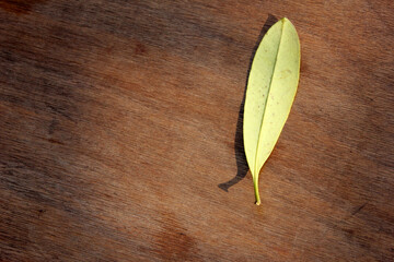 beans on wooden background