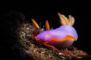 Nudibranch sea slug on the coral reef of macro photography paradise Lembeh in Northern Sulawesi in Indonesia.