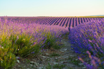 Fototapeta na wymiar Close up of beautiful lavender flowers on a field during sunset