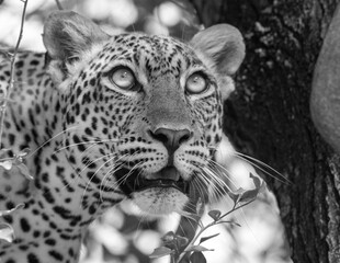 B&w; monochrome; black and white leopard,; aleopard in the tree; Leopard on a tree; leopard...