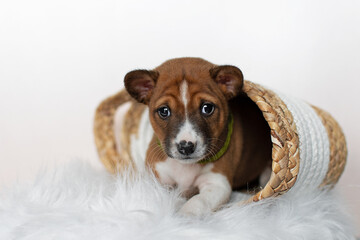 Basenji puppy lying in a basket on a white background