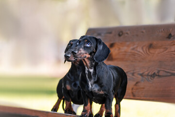 Two dachshunds stand on a bench in the park and look away