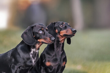 Two dachshunds in the park looking away