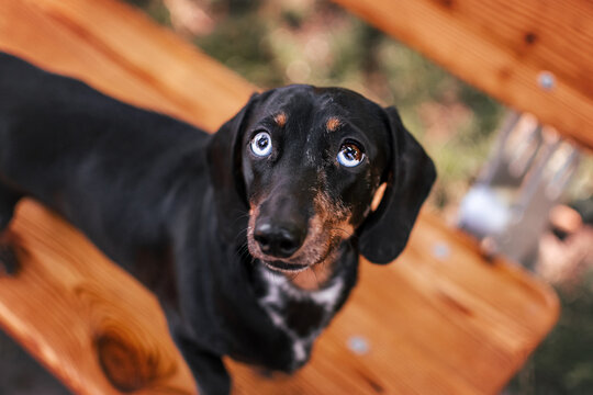 A black miniature dachshund with multicolored eyes looks at the camera while sitting on a bench in the park